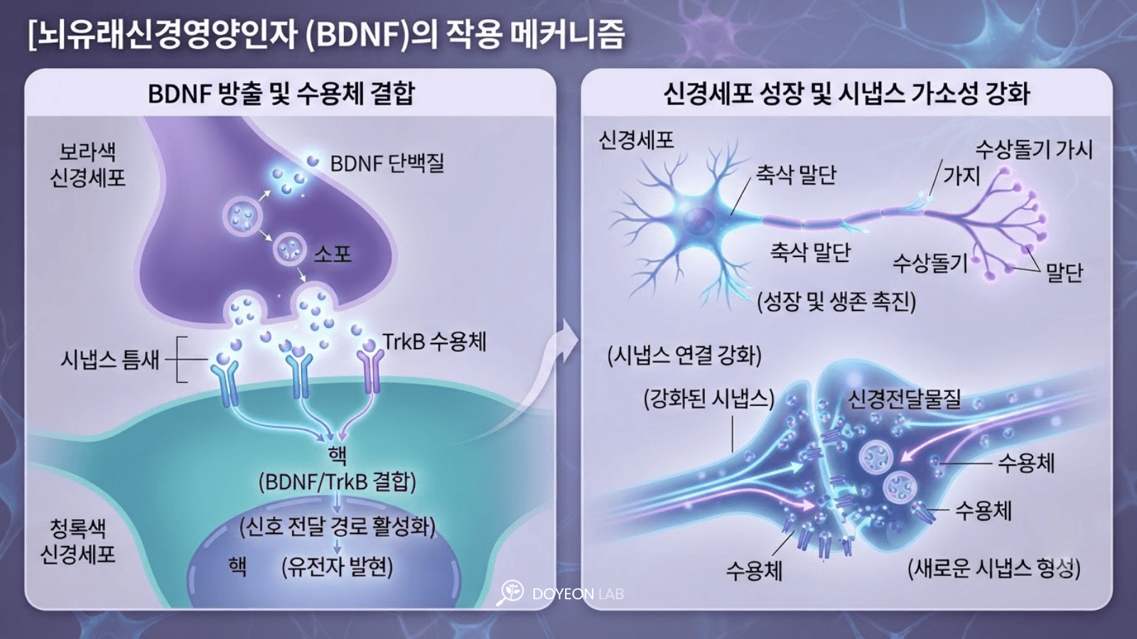 BDNF 작용 일러스트