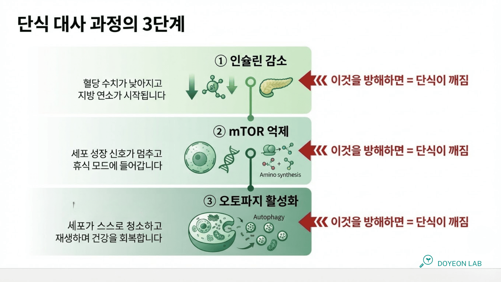 단식 중 대사 변화 3단계 인포그래픽