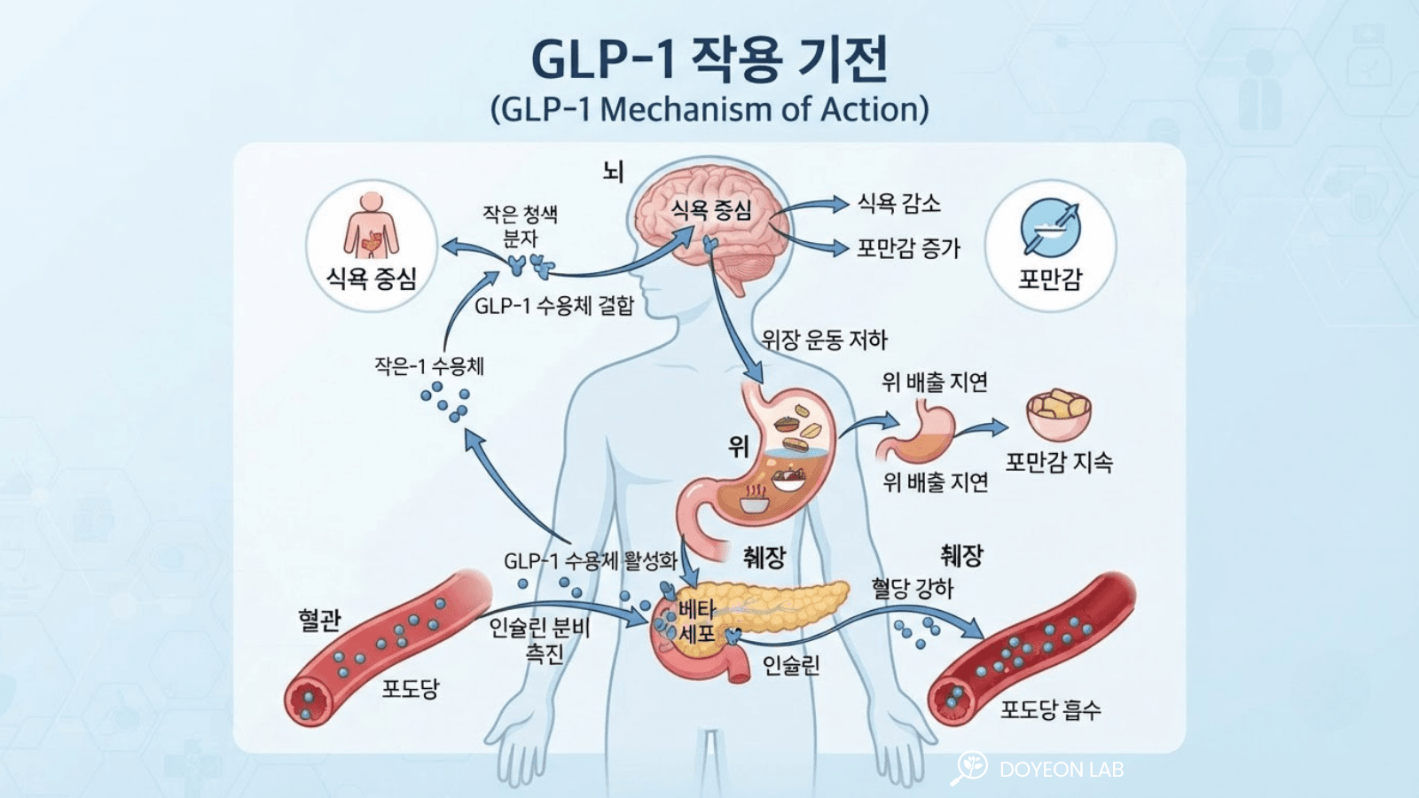 GLP-1 비만 치료제 작용 원리 식욕 억제 위장 운동 감소 인슐린 분비 인포그래픽