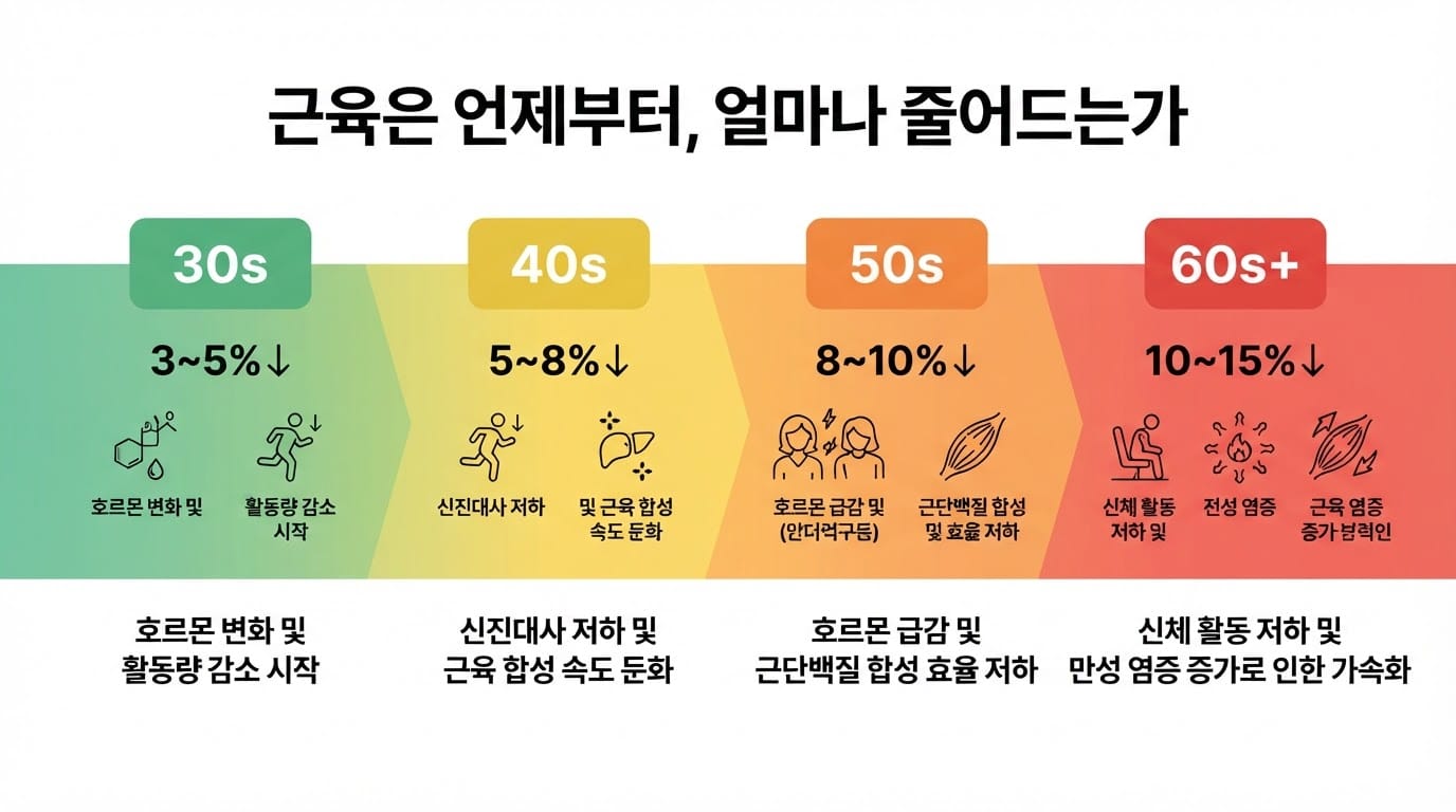연령별 근육량 감소 타임라인: 30대(3~5%↓) → 40대(5~8%↓) → 50대(8~10%↓) → 60대+(10~15%↓)