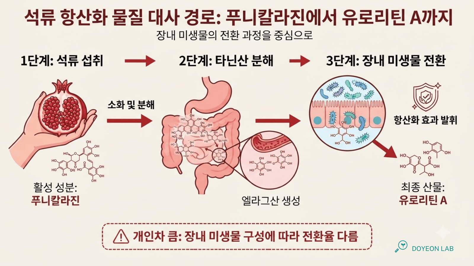 석류 항산화 물질 대사 경로