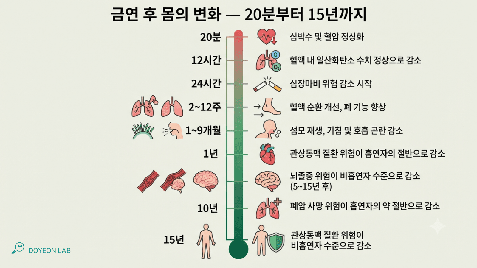  금연 후 회복 타임라인: 20분→12시간→24시간→2~12주→1~9개월→1년→5년→10년→15년, 시점별 변화 표시