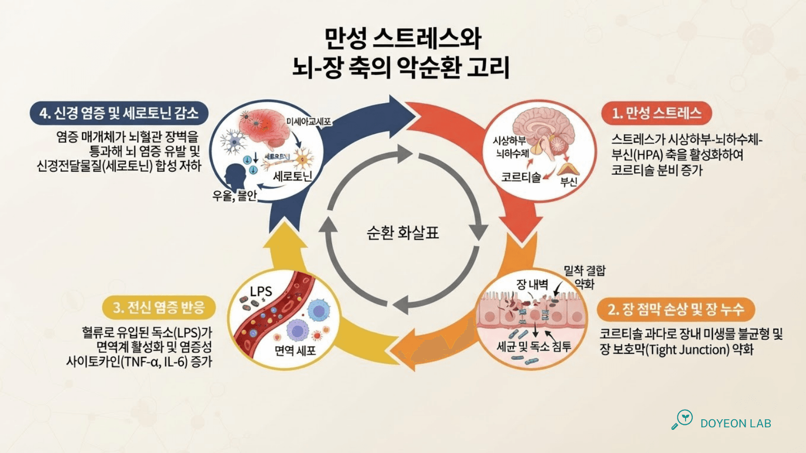 스트레스-장-뇌 악순환 사이클 인포그래픽